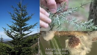 An invasive bug may drive America's favorite wild Christmas trees to extinction screenshot 2