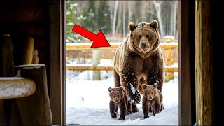 видео: МЕДВЕДИЦА Замерзает С Двумя Медвежатами, И Решение Мужчины Открыть Дверь Вас Поразит! картинка: МЕДВЕДИЦА Замерзает С Двумя Медвежатами, И Решение Мужчины Открыть Дверь Вас Поразит!