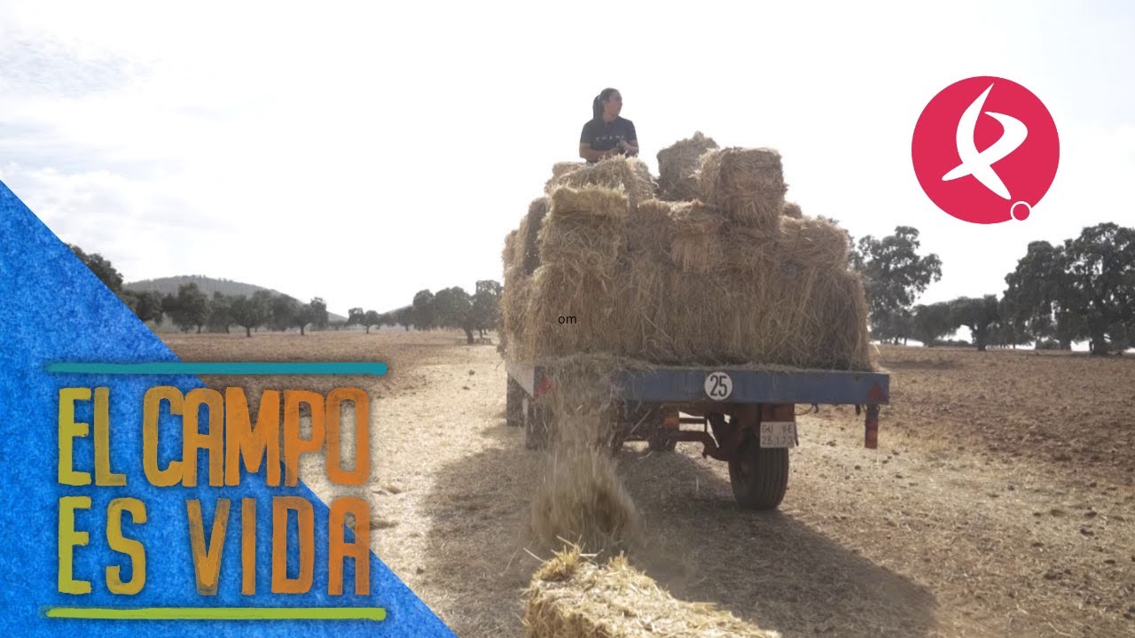 Cargamento de heno para las ovejas de Chabeli | El campo es vida