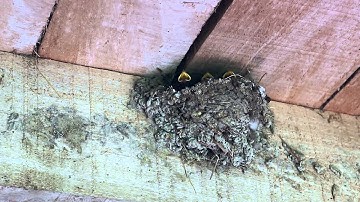 Zwaluw en zijn jongen Swallow (Animal)