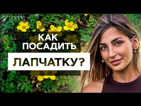 Video: Pruime Verskeidenheid Eurasië: Beskrywing En Kenmerke, Voor- En Nadele, Plant- En Versorgingsfunksies + Foto's En Resensies