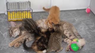 Four mischievous kittens play happily and happily with their mother