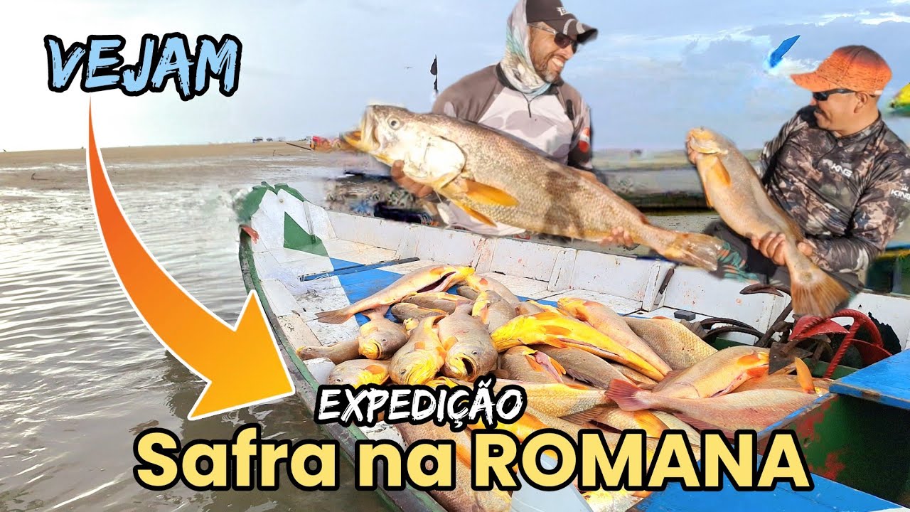 Temporada da pescada amarela na ROMANA em CURUÇÁ/PA. Vejam 👍