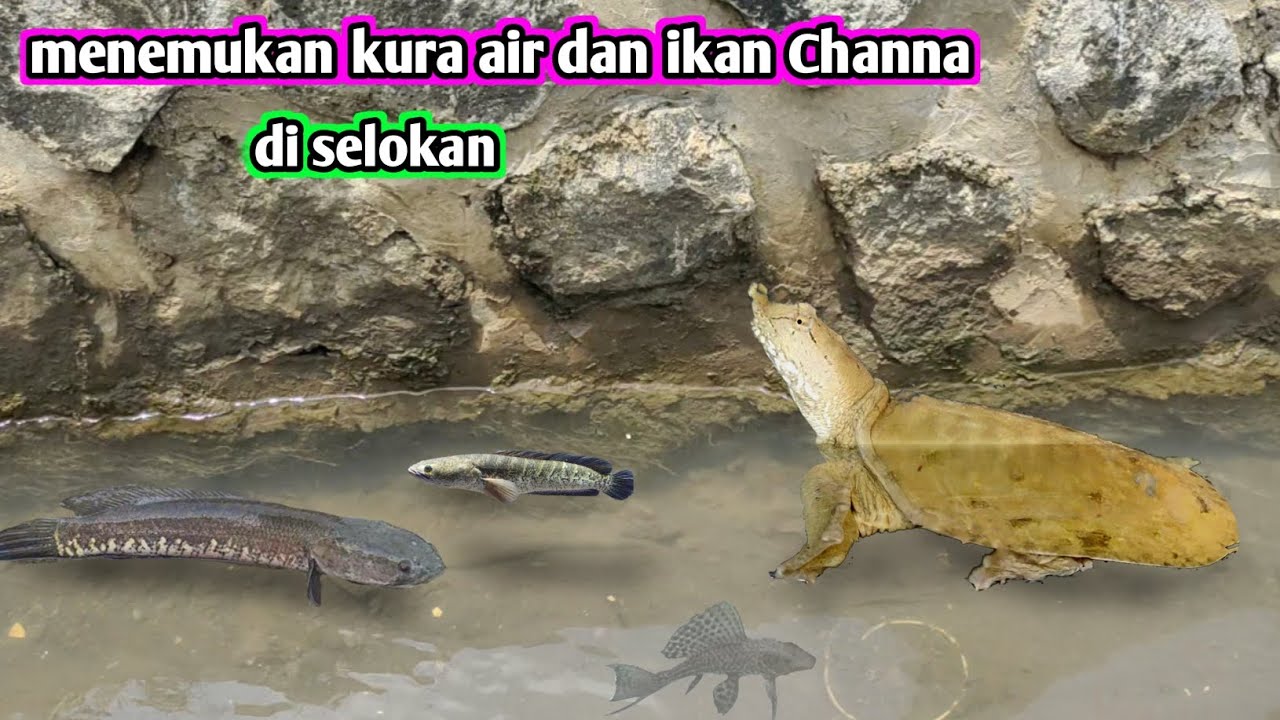MENEMUKAN KURA AIR DAN IKAN CHANNA DI SELOKAN