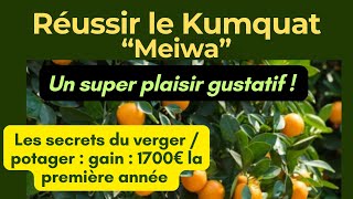 Kumquat Fortunella Meiwa, Réussir La Taille, Le Rempotage, Les Engrais Et Léquilibre Du Sol