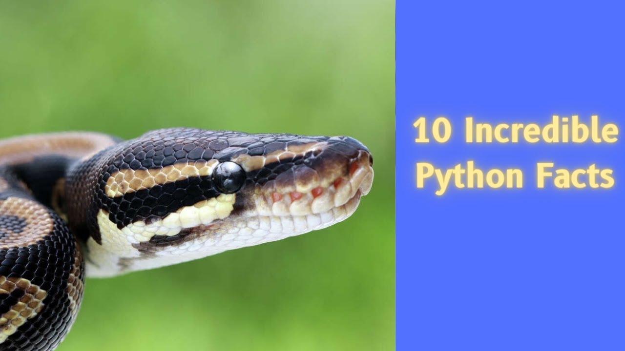10 Incredible Python Facts - YouTube