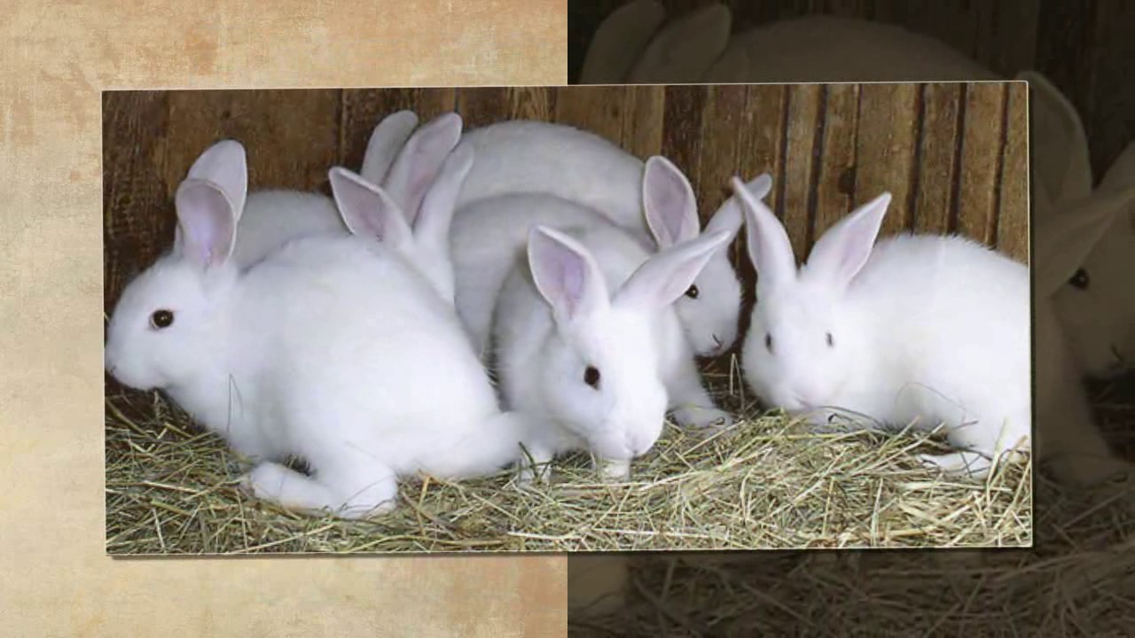 В питомнике живет несколько кроликов разного цвета. Белый великан. Кролик породы рекс. Кролик альбинос. Ферма кроликов.