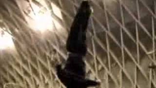Zero Gravity - Steve Terada, Roundoff - X-out flash switch 2