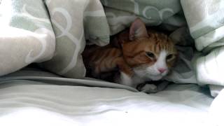 Cat mad at owner for taking him to the vet. by shamebad 5,709,522 views 10 years ago 2 minutes, 17 seconds