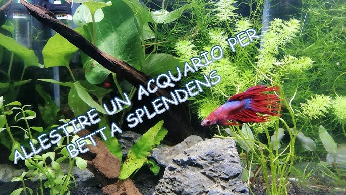 Allestimento acquario pesci rossi oranda! Dalle piante al fondo, i consigli  per avvio e gestione! 