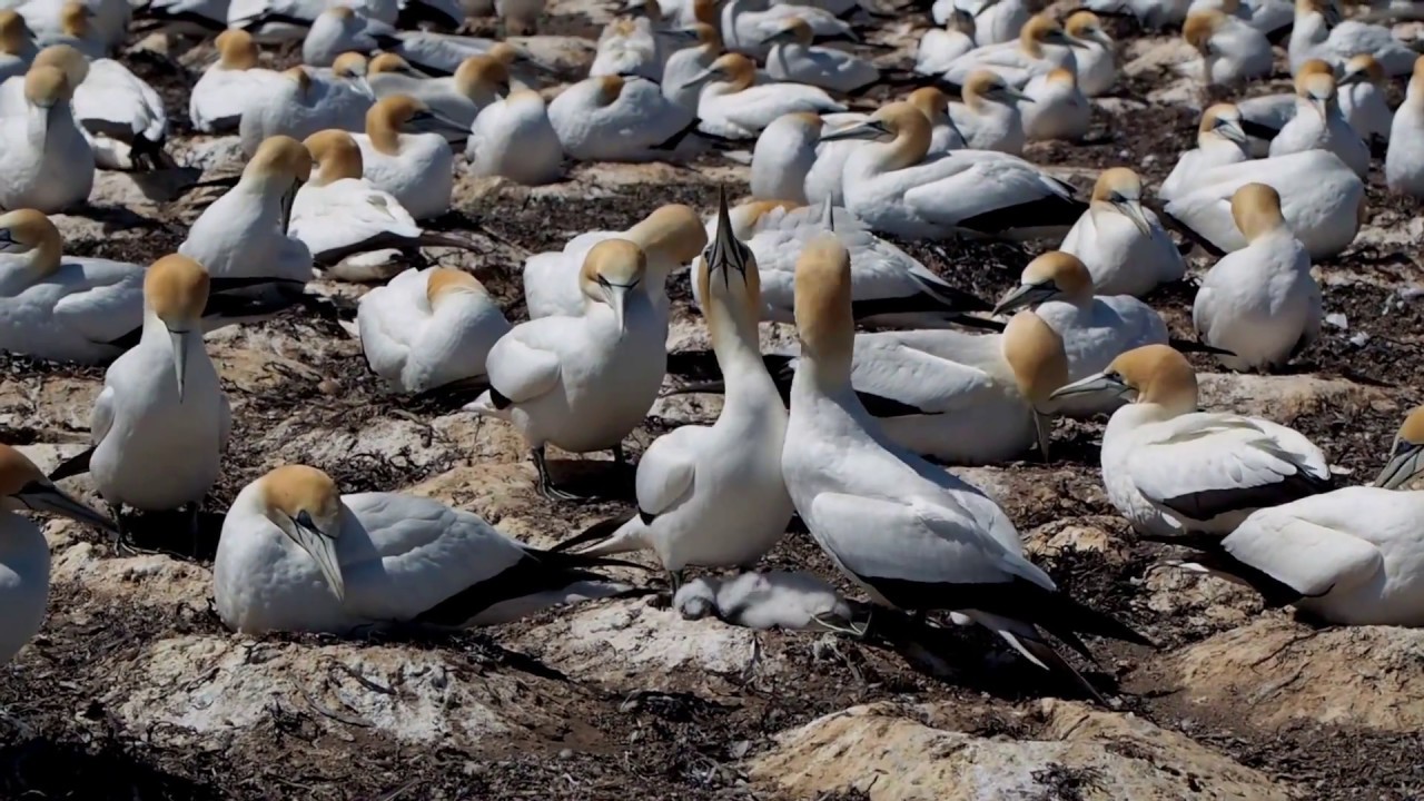 Cape Kidnappers Gannet Colony 