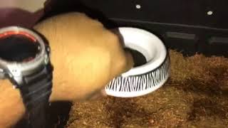 My male banana butter ball python