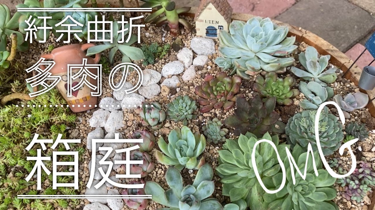 多肉植物】箱庭寄せ❣️お行儀良いのは最初だけ❓🤣 - YouTube