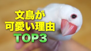 【文鳥がめっちゃ可愛い理由TOP3