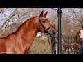 Destacado FRH (Desperados FRH x Londonderry) - Stallion collection 2021 *English version*