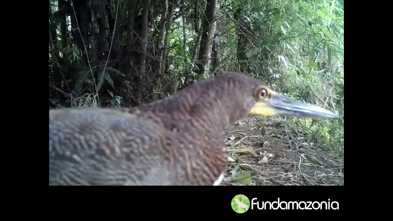 Rufescent tiger heron, Tigrisoma lineatum 