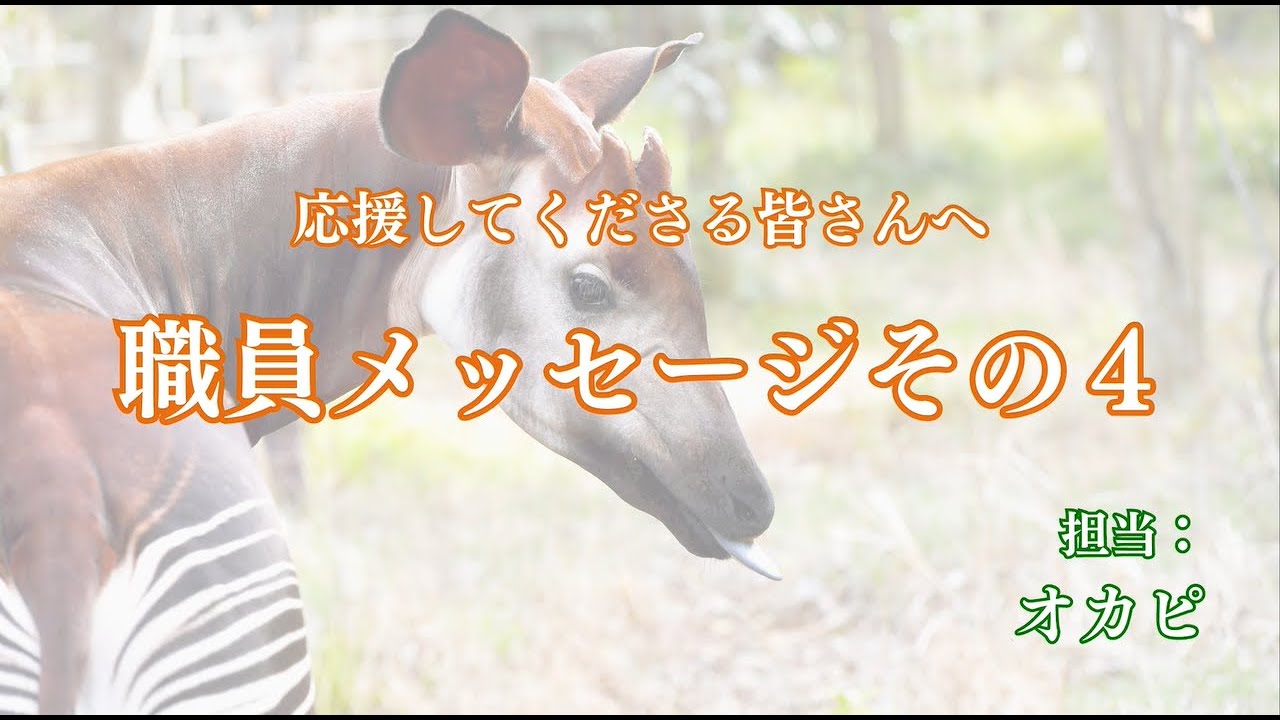 おかぴー様 おかぴ様 専用ページ オーサムタイガー スレッズ|裏 おかぴー様 おかぴ様 専用ページ オーサムタイガー スレッズ|裏