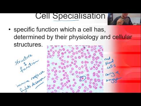 OLT#2 Cell Specialisation