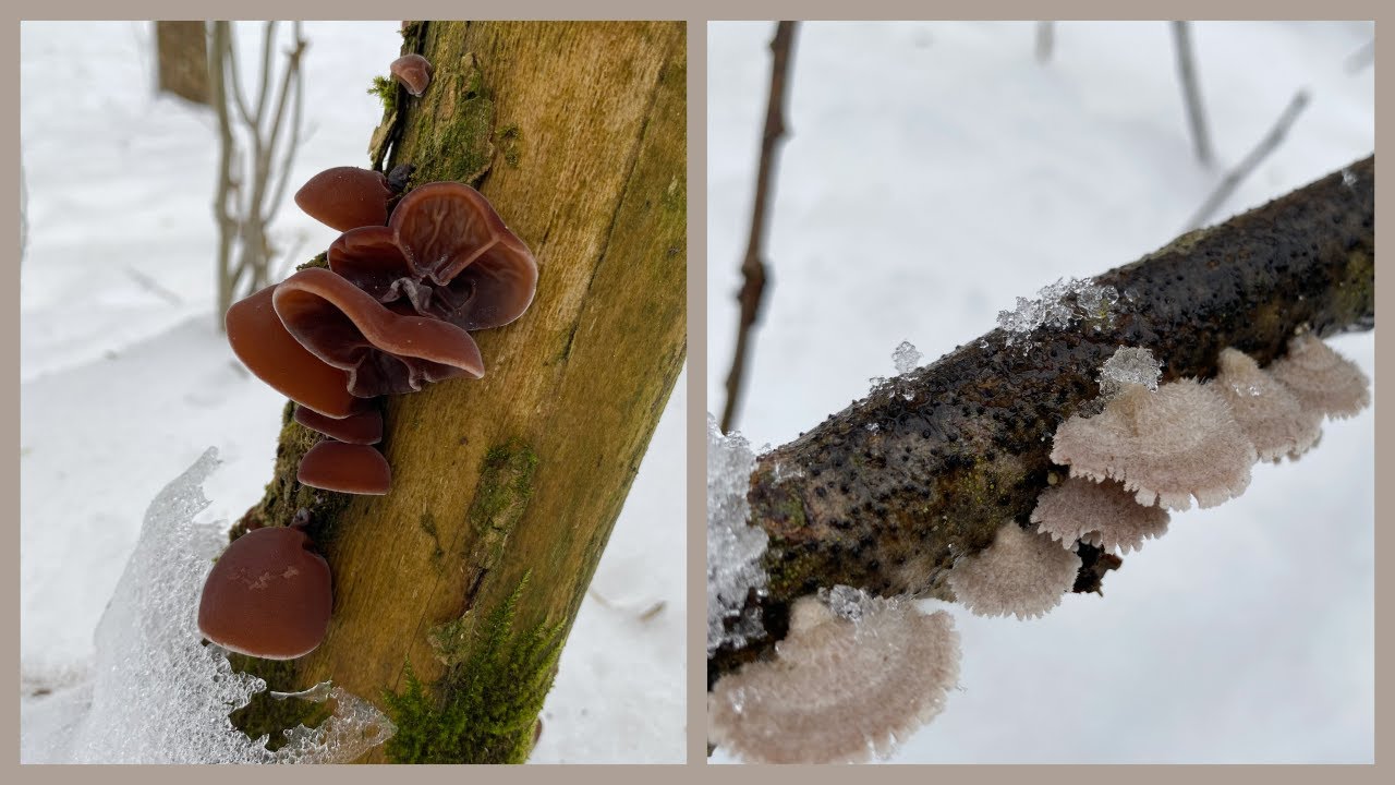 Полная корзина грибов! Гриб Муэр, расщепка, тремел Часть1