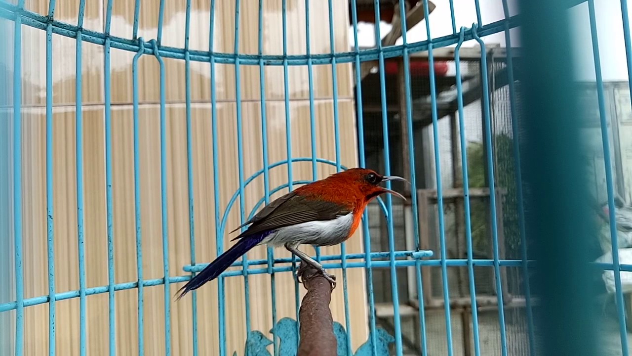 Dasyatnya Kicauan Burung Kolibri Sepah Raja Jawara By Who Zawa