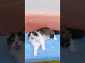 Beautiful Cat Playing Toy #shorts #kittens #cats #animals #viral #trending