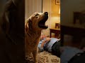 Dog Refuses to Leave His Owner’s Side During Heart Attack