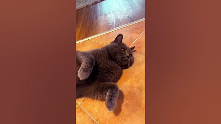 Watch the video about British cat #cat #cute #funny #cutecat #funnyvideo #sweet #shortvideo