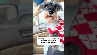 Schnauzer squeals when he realizes where he’s at #minischnauzer