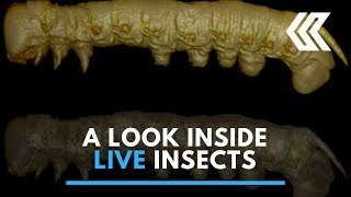 New scanning process allows an unprecedented look inside live insects