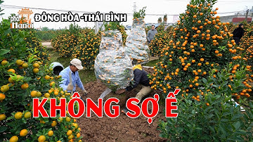 Quất Tết 2024 Thái Bình Càng Để Lâu Bán Càng Đắt, Biết Sự Thật Đúng Là Không Sợ Ế #hnp