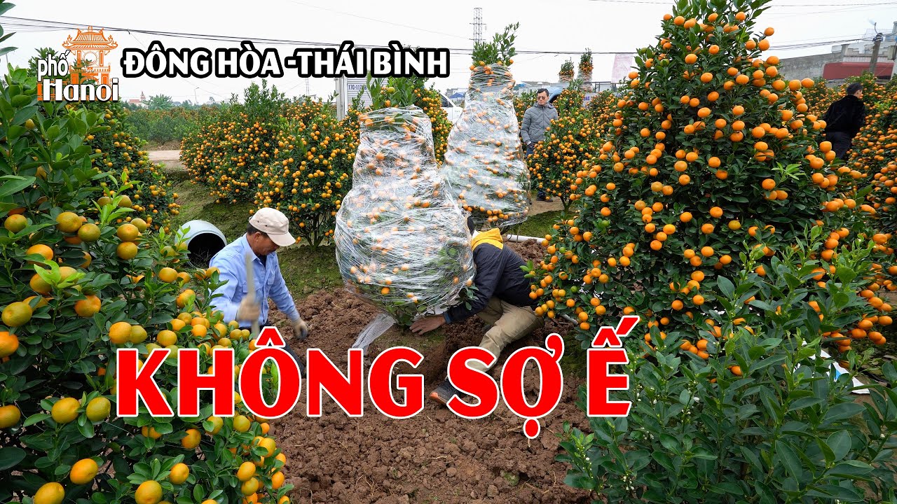 Quất Tết 2024 Thái Bình Càng Để Lâu Bán Càng Đắt, Biết Sự Thật Đúng Là Không Sợ Ế #hnp