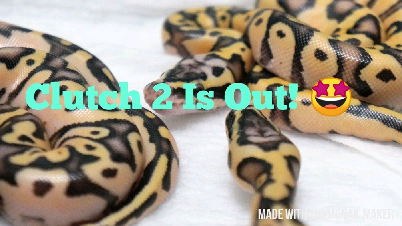 ball python breeders in ohio Clutch 2 And Some Updates