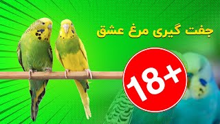 جفت گیری مرغ عشق | مرغ عشق ها چند بار جفتگیری میکنند ؟