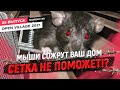 От мышей нет спасения! Установка теплого пола. Утепление кровли.