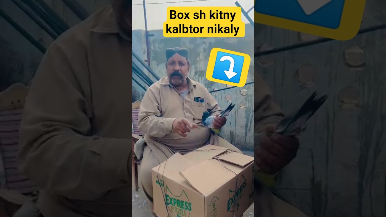 box sh kitny kalbtor nikly 