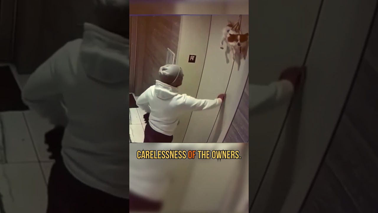 Seconds away from tragedy &mdash; and then, a stranger stepped in. #shorts #dogrescue #elevatorincident