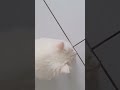 #gatos #animais #cat #petsfofinhos #youtubeshorts