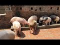 सूअर फार्म कैसे करते हैं ? Pig Farming