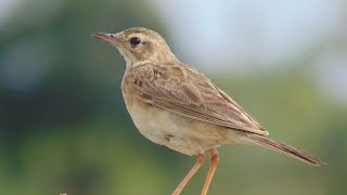 Grassland Serenade: Paddy Field Pipit's Melodic Journey