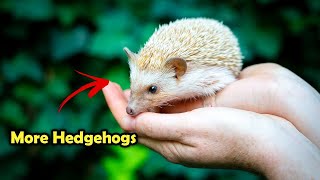 Do This To Get More Hedgehogs in Your Garden!