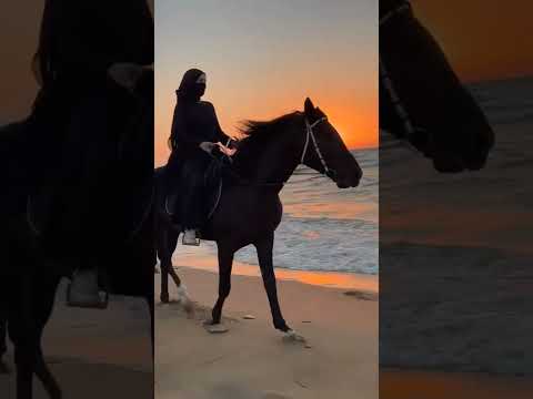 الخيل خيل لو بدون خيال وبنت الأصول بنت اصول لو بدون رجال