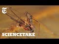 Pelican Spiders, Ancient Assassins That Eat Their Own Kind | ScienceTake