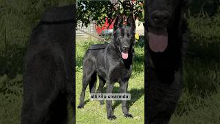 Alman Çoban Köpeği Solid Black Öpek