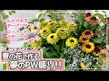 【厳選5種！暑さにめちゃ強い花PWルドベキア・スーパートレニアほか】夏の花で作る夢のPW盛り♪【夏の寄せ植え作りのポイントつき】【秋～晩秋まで咲くよ!】【夏のガーデニング】