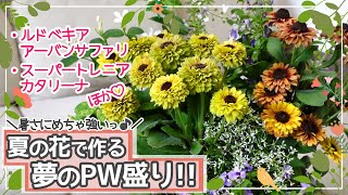 【厳選5種！暑さにめちゃ強い花PWルドベキア・スーパートレニアほか】夏の花で作る夢のPW盛り♪【夏の寄せ植え作りのポイントつき】【秋～晩秋まで咲くよ!】【夏のガーデニング】