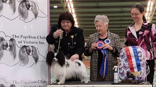 Papillon Club of Victoria Dog Challenge 11th of May 2024