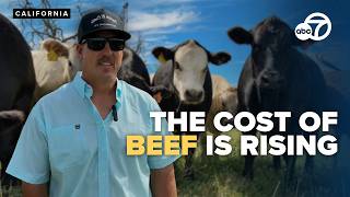 California rancher says cattle prices are rising | heres why
READ MORE: https://krcrtv.com/news/local/local-rancher-says-soaring-costs-are-making-it-harder-to-raise-cattle-in-california
#reddingcalifornia #localnews #cattle #ranching #beef
Stay up to date with our social media:
Facebook: https://www.facebook.com/KRCR7
Twitter: https://twitter.com/KRCR7
Instagram: https://www.instagram.com/krcrnews/
Subscribe: https://www.youtube.com/@krcrnewschannel7
KRCR is a Redding-based station and a KCVU/KAEF affiliate owned and operated by Sinclair Broadcast Group. Sinclair Broadcast Group is one of the largest and most diversified broadcasting companies in the country today. Sinclair owns and operates, programs or provides sales services to 163 television stations in 77 markets, after pending transactions. Sinclair’s television group reaches approximately 38.7% of US television households and includes FOX, ABC, MyTV, CW, CBS, NBC, Univision, and Azteca affiliates. California rancher says cattle prices are rising | heres why