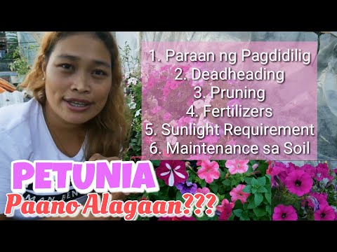 Video: Paano Mapalago Ang Petunias