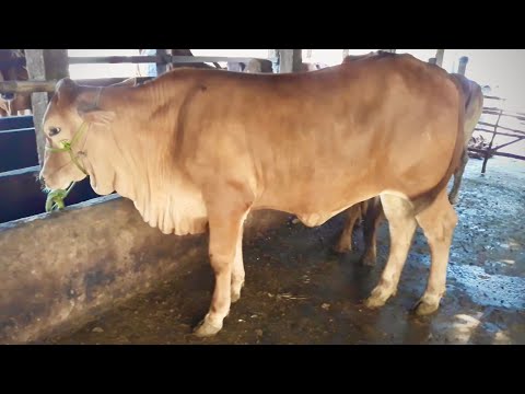 Video Trại Bán Bò Chăn Nuôi Ba Tri Bến Tre, Bò giống siêu... - youtube
