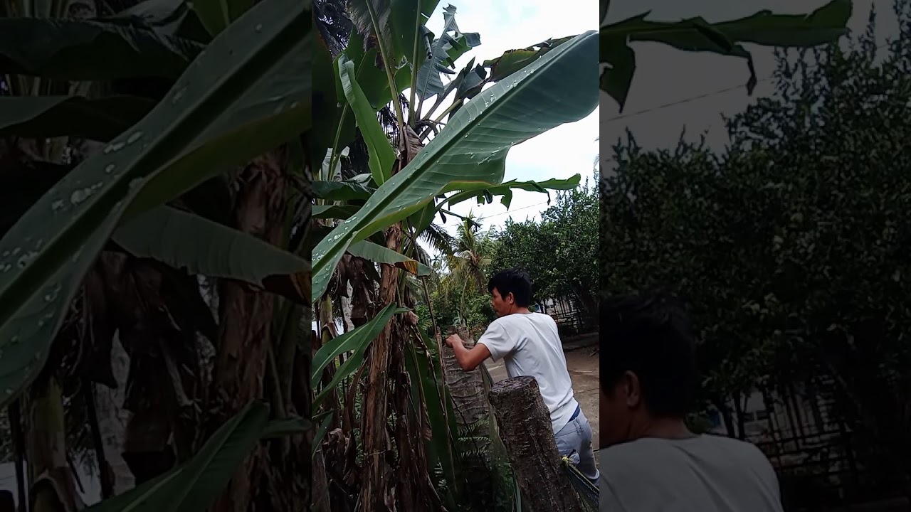 Ke adaan darurat saat menebang pohon pisang - YouTube